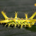 Coconut Nettle caterpillar