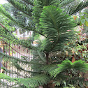 Norfolk island pine