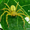 Green Huntsman Spider