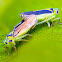 Leafhopper