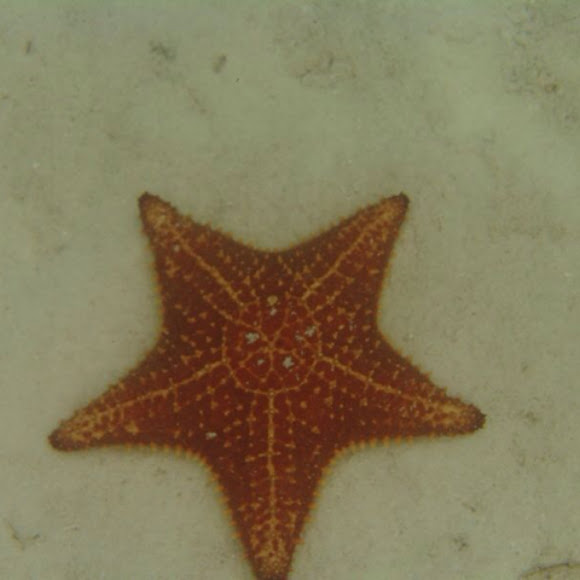 Spotting Image 1