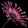 Magenta African Daisy