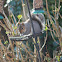 gray squirrel