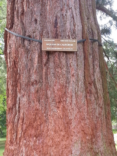 Sequoia de Californie