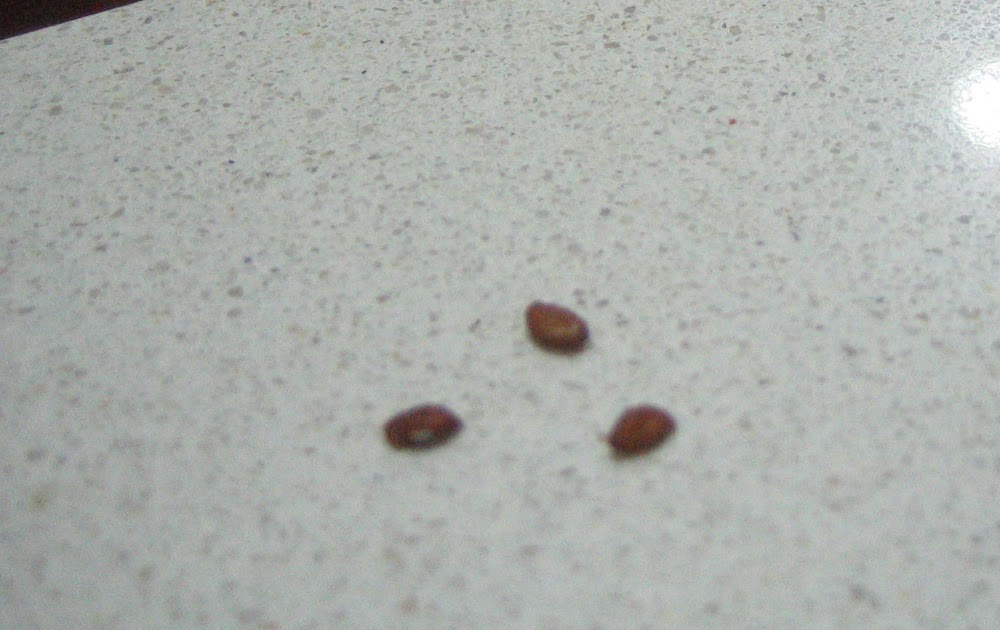 pineapple seed germination