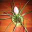 Tillandsia Cyanea