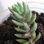 Spiky thing