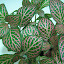 Pink and Green