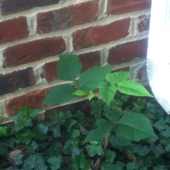 Spotting Image 1