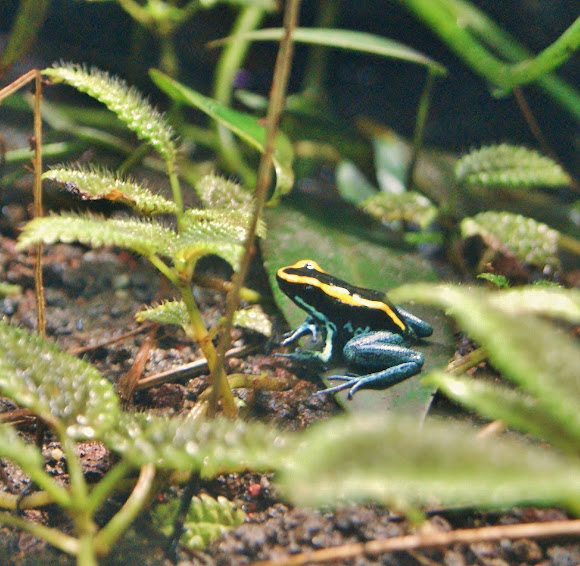 Spotting Image 1