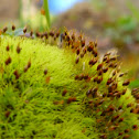 Moss