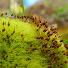 Moss