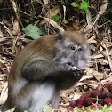 Long Tailed Macaque
