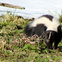 Skunk