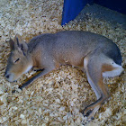 Patagonian Cavy
