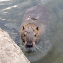 Nutria