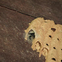 spider in pipe organ wasp's nest