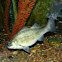 White Perch