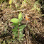 Cedar elm sapling