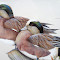Karen Wigeon Duck