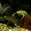 African Clawed Frog pair