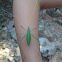 leaf grasshopper