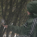 chickadee