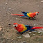 scarlet macaw