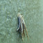 Bagworm Cocoon