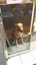 Honolulu Dog Guard