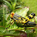 Lubber Grasshopper