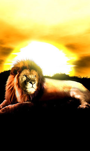 Lion Sunset Live Wallpaper