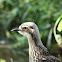 Bush stone curlew