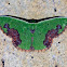 Geometrid Moth