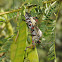 Giant mesquite bug