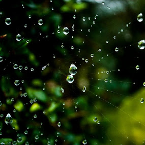 A spiders wet home by Hannah Rugg - Animals Insects & Spiders ( spiders web droplets )