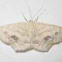 Large Lace-Border