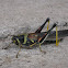 Large Painted Locust