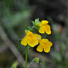 Seep Monkeyflower