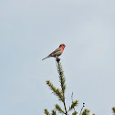House Finch