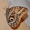Pale Owl Butterfly