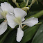 White Ginger Lily