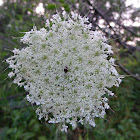 Queen Anne's Lace