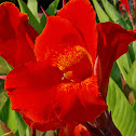 Red Lilly