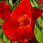 Red Lilly
