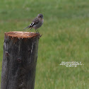 Juvenile or female Flame Robin?