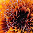 Orange Talk of Ontario