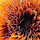 Orange Talk of Ontario