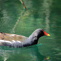 Common Moorhen - Slípka zelenonohá