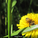 Bee in flower
